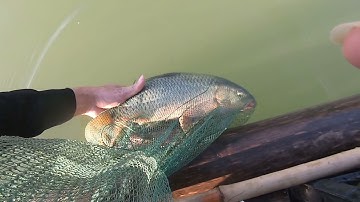 Quăng chài đánh cá trên sông.bắt được cá chép khủng.