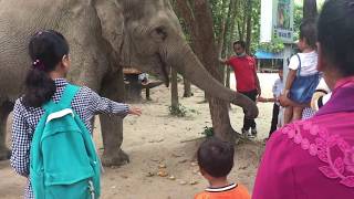Elephant Attack Foods and moneys from People - Funny Elephant Show in Zoo