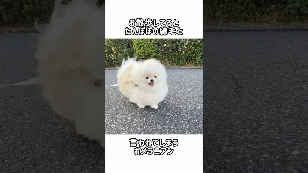 お散歩してるとたんぽぽの綿毛みたい!と言われるポメラニアン
