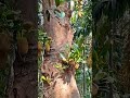 🥔 फणस : कटहल : Jackfruit 🥔 #fruit #homegarden #nature #ytshorts