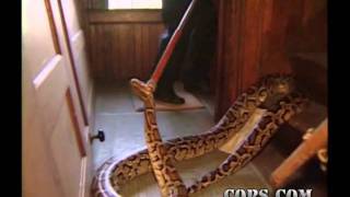 Snake Removal, Officer Marlin Hall and Phil Tisdale, COPS TV SHOW