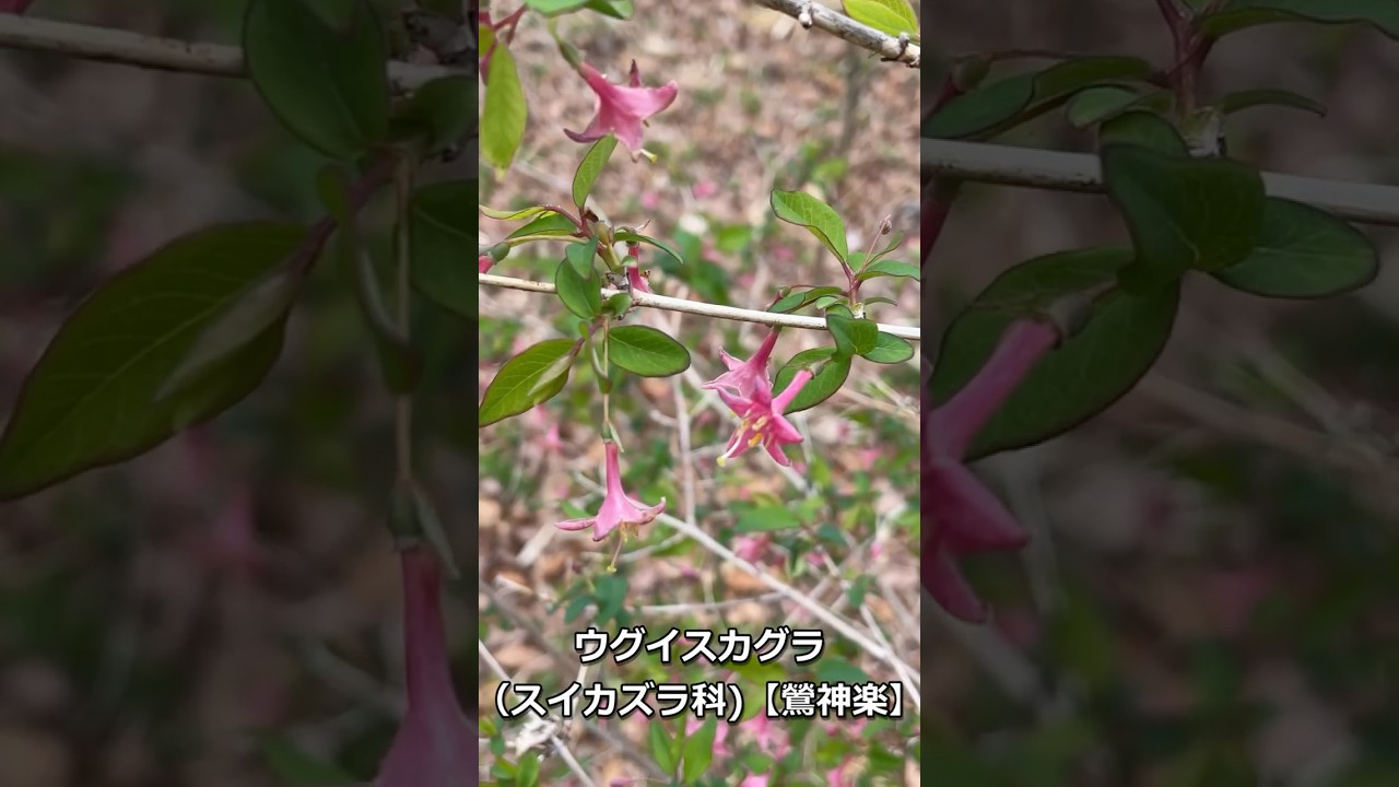 ウグイスカグラ - 東村山 キンランの咲く雑木林を守る会 （スイカズラ