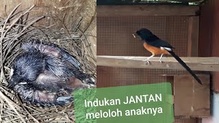 PERHATIKAN!!! MURAI BATU JANTAN JUGA MELOLOH ANAKANNYA