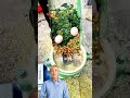 #fcnfm #royoutube Flat Die Pellet Mill for Improved Animal Health and Wellbeing for Poultry and Live