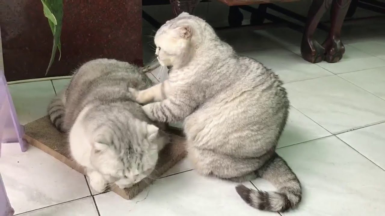 Cute Cats Giving Massage Vcont Media YouTube