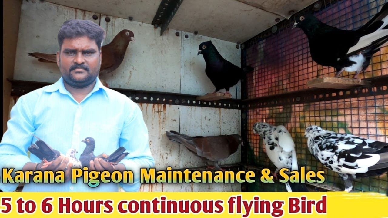 Karna Pigeon Maintenance and Sales in Chromepet / கர்ண புறா/ Roller pigeon/ Quality Rolling Pigeon