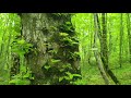Пение птиц и звуки леса. Шум природы шелест листвы пение соловья жаворонка  медитация здоровый сон