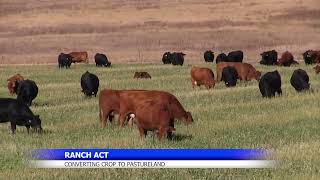 Congress Looks to Expand Grazing Land as Cattle Numbers Shrink