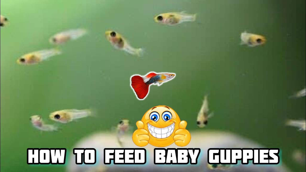 How to feed baby Guppy fish explanation in Kannada ||Prince pets|| 👈🏻💯🐠🐟