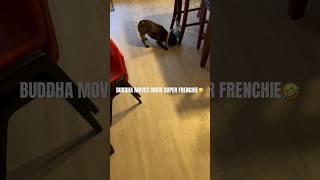 Buddha Moves Chair Super Frenchie