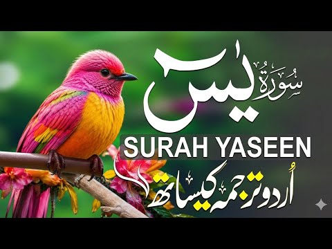 Surah Yaseen Full with Urdu & Hindi Tarjuma | سورة يس ترجمہ | Strengthen Iman Through Quran Today