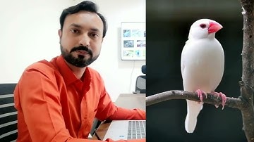 Java Birds Breeding Tips | Java Finch & Sparrow Colony Cage Setup | Java Birds Business Starts 30k