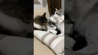 イチャイチャからの殴り合いって猫界ではあるある⁇ #仲良し猫 #funnycats #猫のいる暮らし