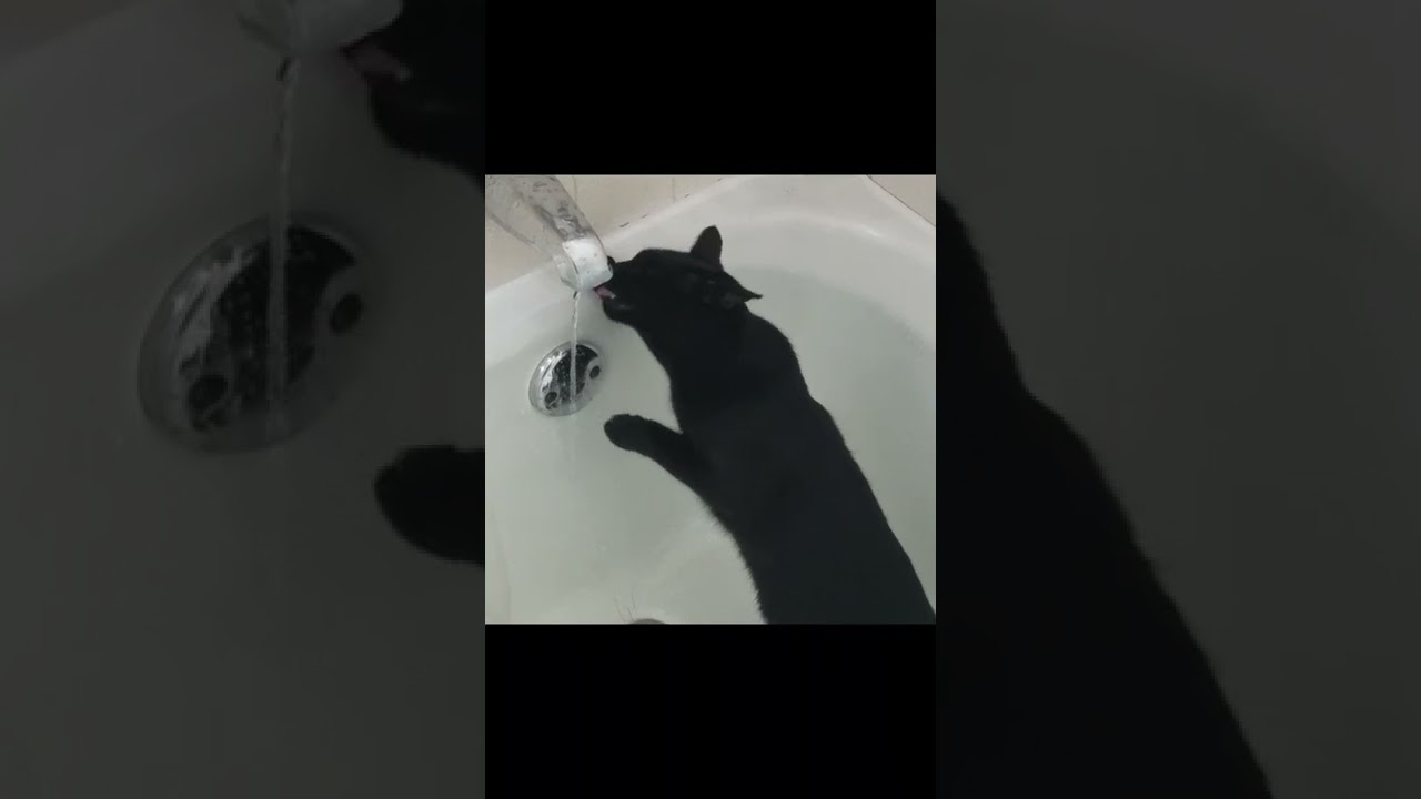 Paris The Black Cat Cat Drinking From Tub Water Drips On Cat Head 