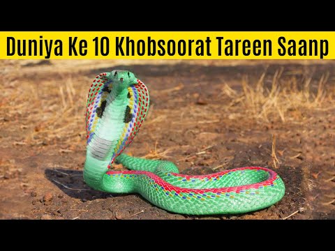 دنیا کے خوبصورت ترین سانپ | Most Beautiful Snakes in the World | Facts in Urdu