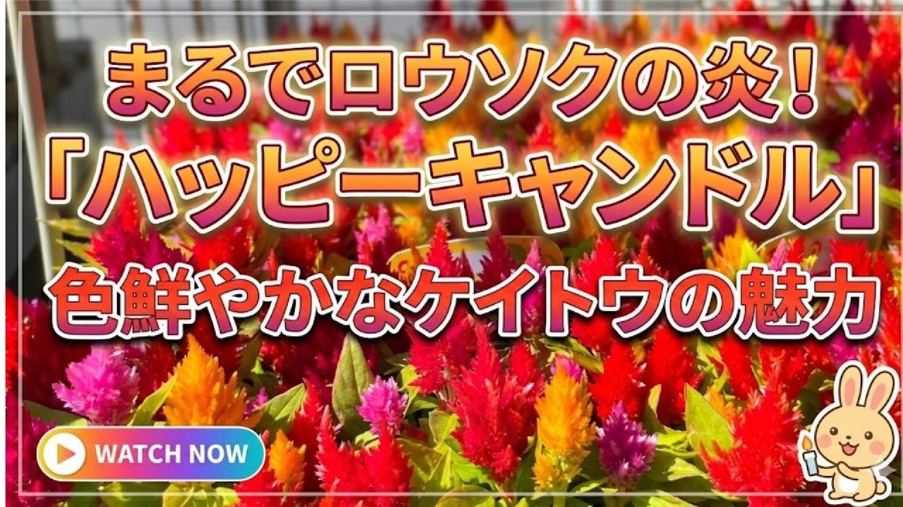 Just Like Candle Flames! The Charm of Colorful 