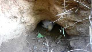 Gideon Baying First Hole