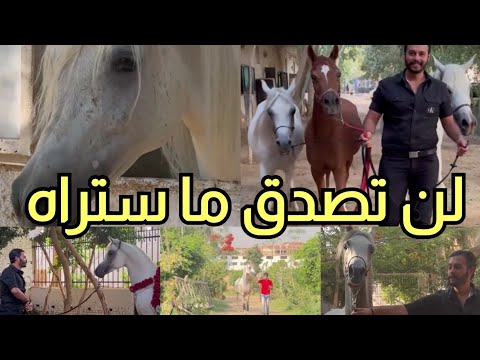 اعادة نشر -صراع الفحول العربية الاصيلة.. لن تصدق ما ستراه