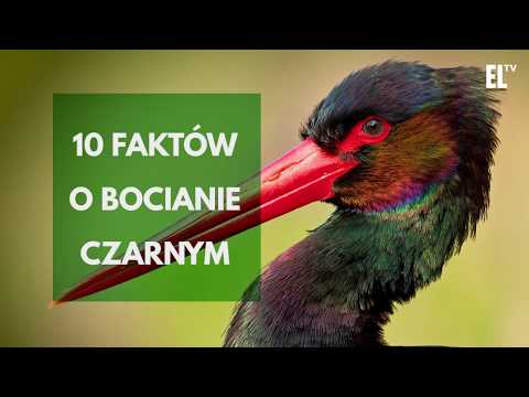 Wideo: Wszystko O Czarnych Bocianach