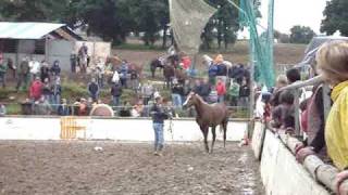 Feira do cabalo de Lalin 2009  11