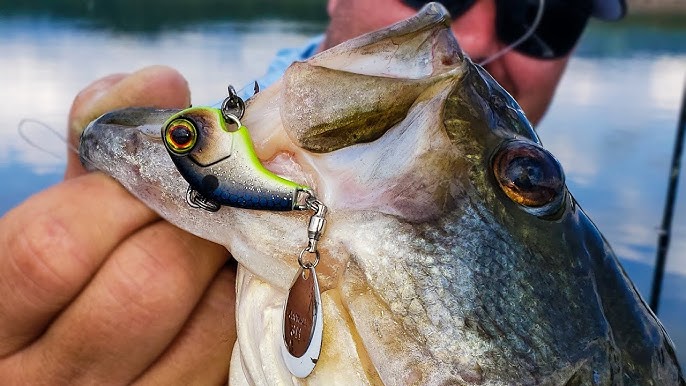 How to Fish Tail Spin Lures for Bass on Steep Edges 