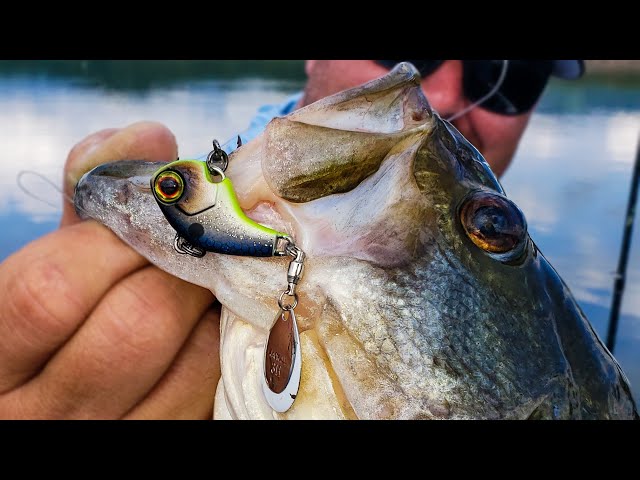 Tail Spins Tricks for Fall and Winter Bass 