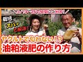 家庭菜園や農園栽培でヤクルトで匂わない！？油粕液肥の作り方！9/19-25 の栽培質問にもズバッと回答！【農家直伝】/Answer the question of summer vegetables.