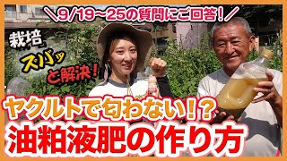 家庭菜園や農園栽培でヤクルトで匂わない！？油粕液肥の作り方！9/19-25 の栽培質問にもズバッと回答！【農家直伝】/Answer the question of summer vegetables.