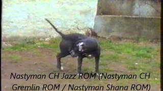 Nasty Man Ch Jazz Rom Nastyman Ch Gremlin Rom - Nastyman Shana Rom