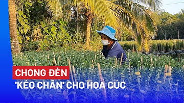Lão nông miền Tây chong đèn ‘kéo chân’ cho hoa cúc - PLO