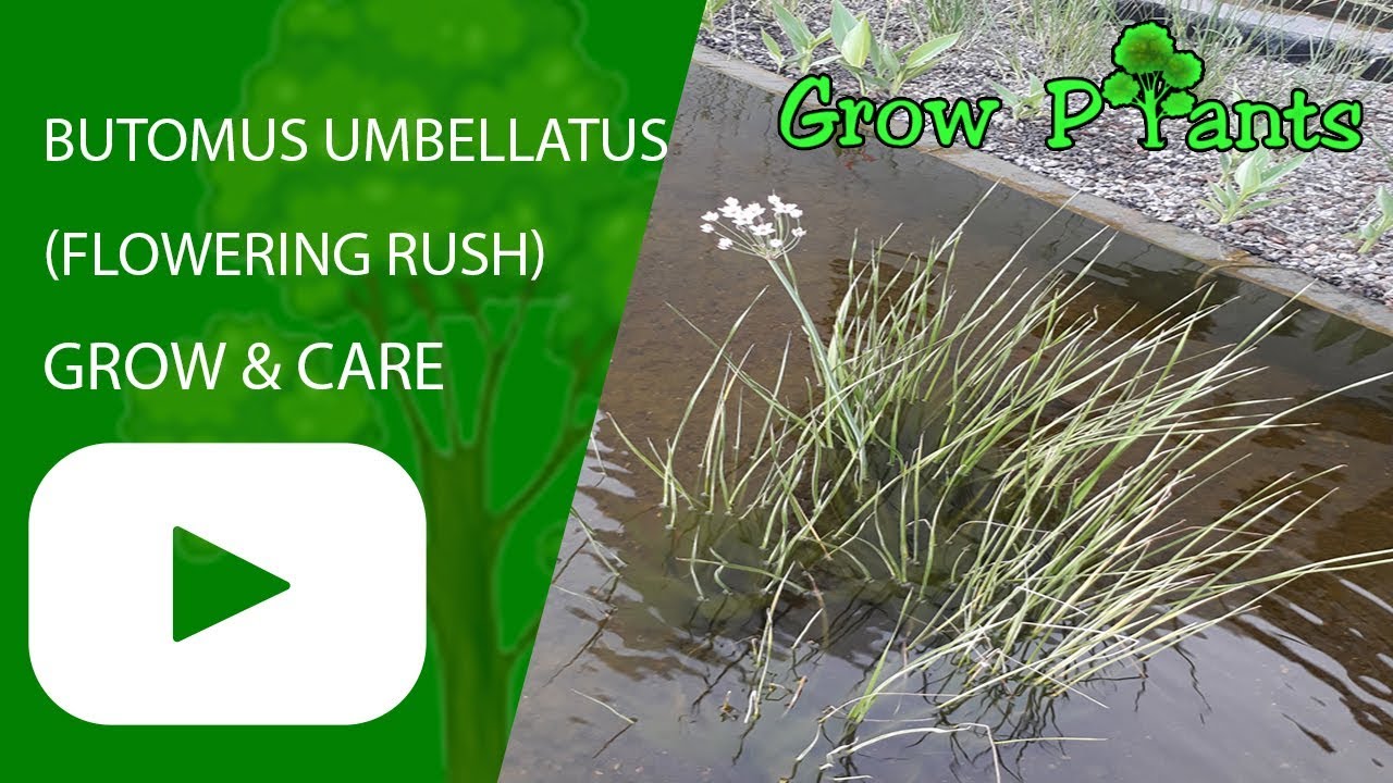 Butomus umbellatus grow & care water plant (Flowering rush) YouTube