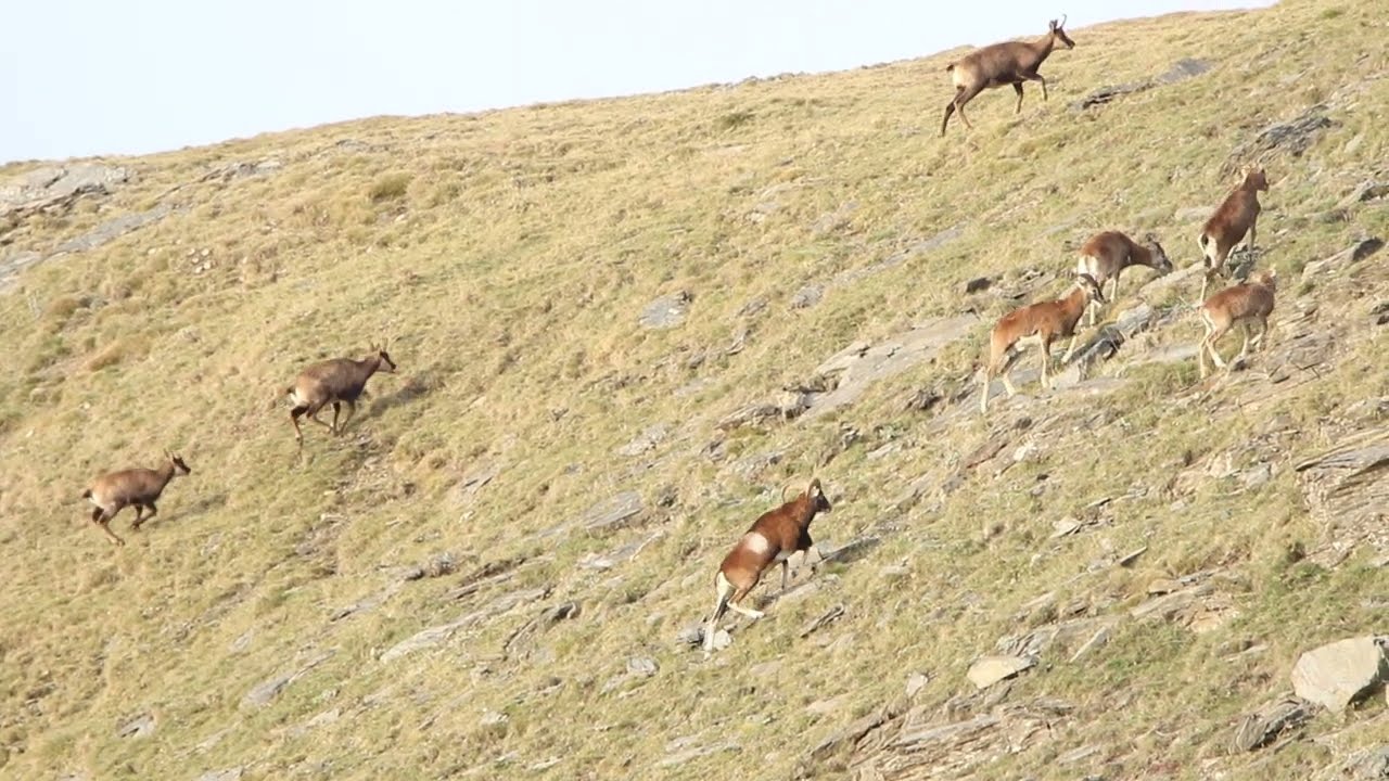 Mouflons and chamois symbiosis