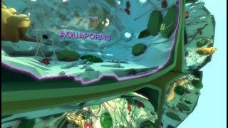 Virtual Plant Cell: Into Aquaporins. VPC 360º video by Plant Energy Biology