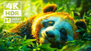 Enchanting wildlife in Dolby Vision  4K HDR | with soothing relaxing music (Colorful Animal Life)