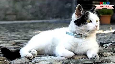 Tiếng mèo kêu gọi bạn   âm thanh gọi mèo đi lạc về nhà    Trim