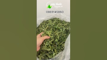 Cây xương khỉ (bìm bịp, mảnh cộng) Loại dược liệu quý tốt cho xương khớp, u bướu u hạch..