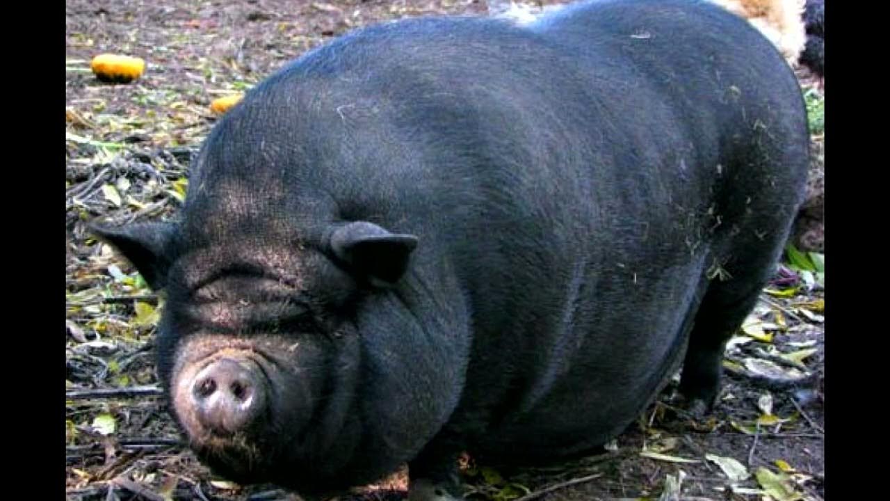 свинопотам