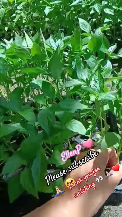 Siling punla 🌶🫑 #farmlife #farm #trending #provincelife #philippines #shorts