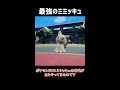 【ポケモンSV】ミミッキュの時代です。【ロマン 】#shorts