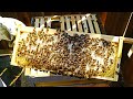 How to encourage your bees to draw out comb on honey super frames with wax foundation beekeeping uk