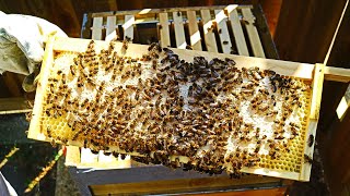 How To Encourage Your Bees To Draw Out Comb on Honey Super Frames with Wax Foundation Beekeeping UK.