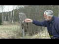 LAPPUGGLA  Great Grey Owl  (Strix nebulosa)     Klipp - 1