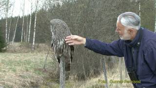 LAPPUGGLA  Great Grey Owl  (Strix nebulosa)     Klipp - 1