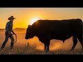His grandpa warned him, “Never look a bull in the eyes at sundown ” Yesterday he learned why
