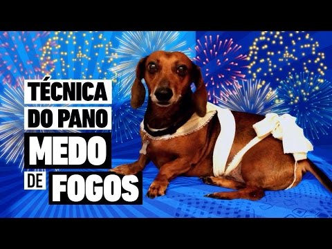 CACHORRO COM MEDO DE FOGOS - TÉCNICA DO PANO TELLINGTON TOUCH