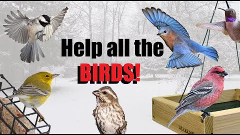 5 Tips to Help Birds in Winter! - Help YOUR Backyard Birds