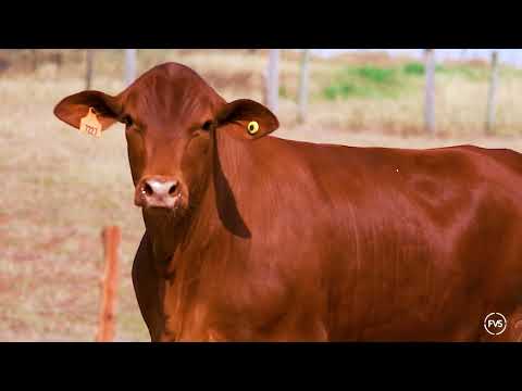LOTE 87 - GRAMA 7227