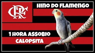 ASSOBIO CALOPSITA - HINO DO FLAMENGO