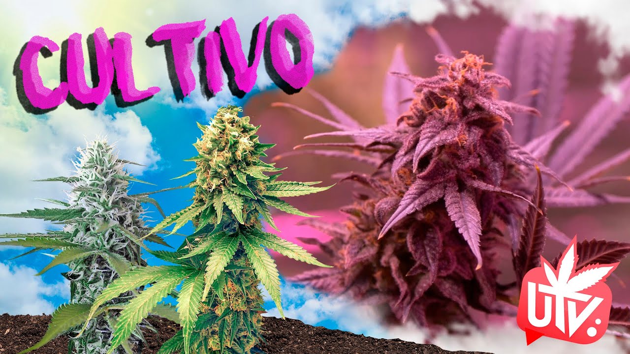 4 VARIEDADES de Sensi Seeds para EXPERTOS CULTIVADORES