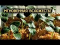 ПОСЕВ ОГУРЦОВ НОВЫМ МЕТОДОМ,БЕЗ ЗЕМЛИ.ВСХОЖЕСТЬ МГНОВЕННАЯ.ТЕПЕРЬ ТОЛЬКО ТАК БУДУ СЕЯТЬ.